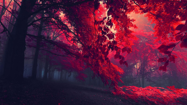 Red forest trees leaves ground free wallpaper for desktop - medium preview image