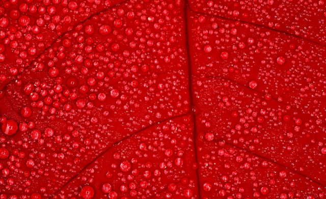 Red leaf water drops macro #4 free wallpaper for desktop - medium preview image