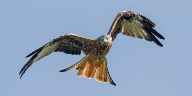 Large bird flying blue sky #9 free wallpaper for desktop - medium preview image