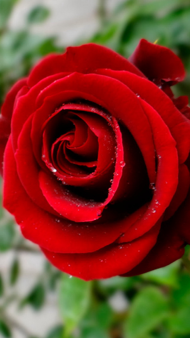 Red rose water drops white free wallpaper for mobile - medium preview image