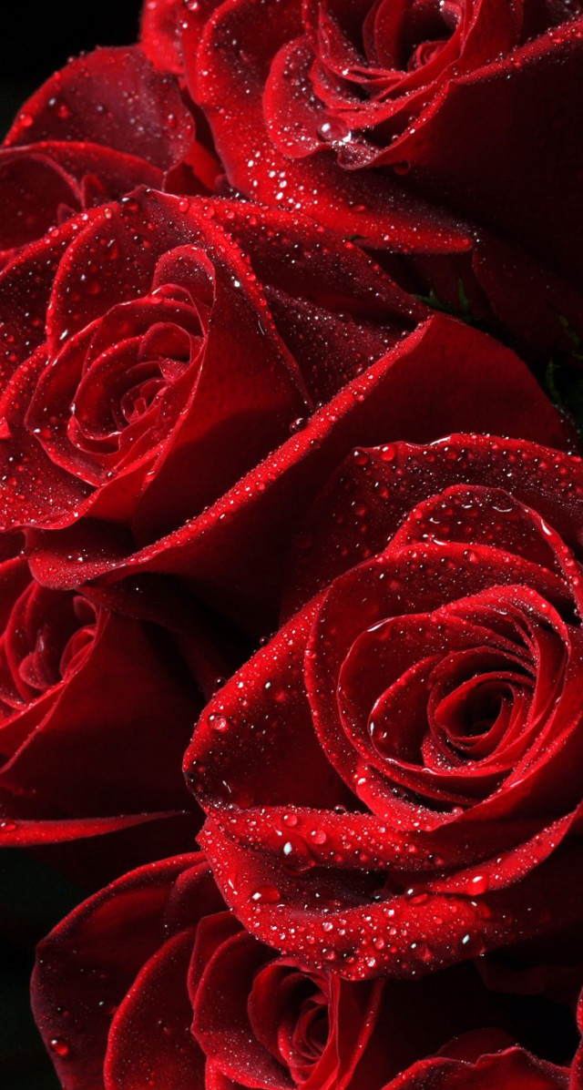 Red roses water droplets night free wallpaper for mobile - medium preview image