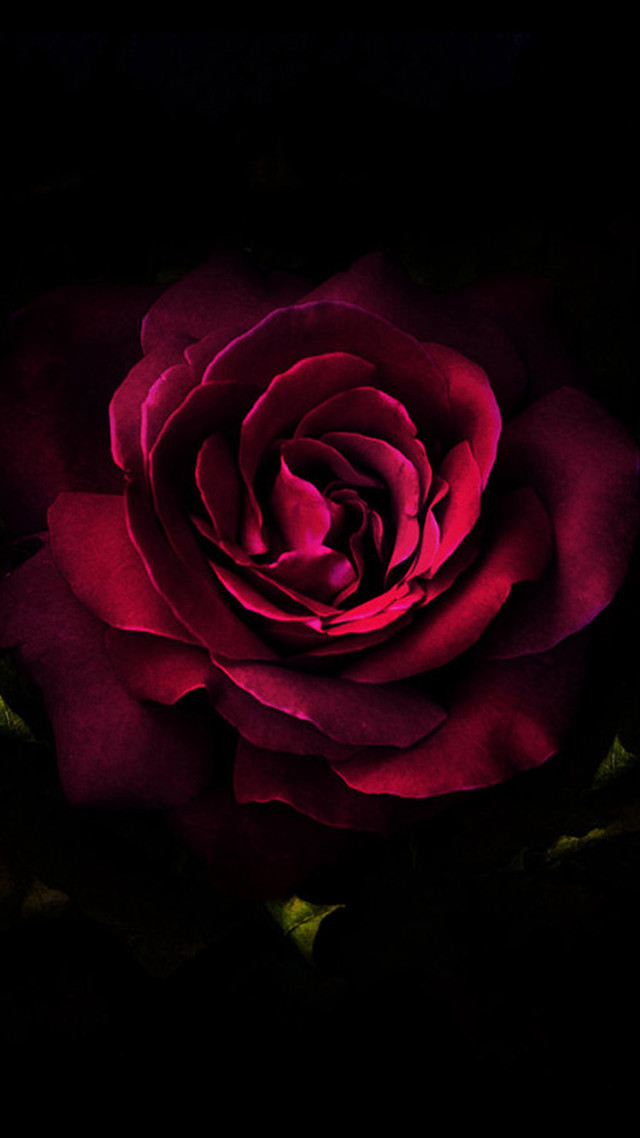 Red rose lit dark petals free wallpaper for mobile - medium preview image