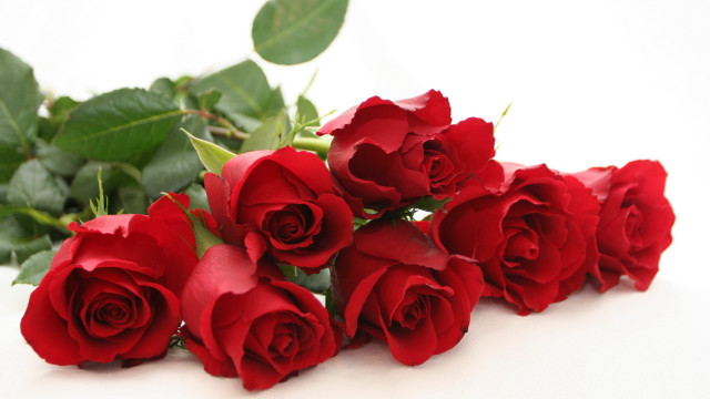 Red roses white background leaves #2 free wallpaper for desktop - medium preview image
