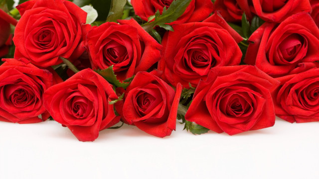 Red roses white surface white free wallpaper for desktop - medium preview image