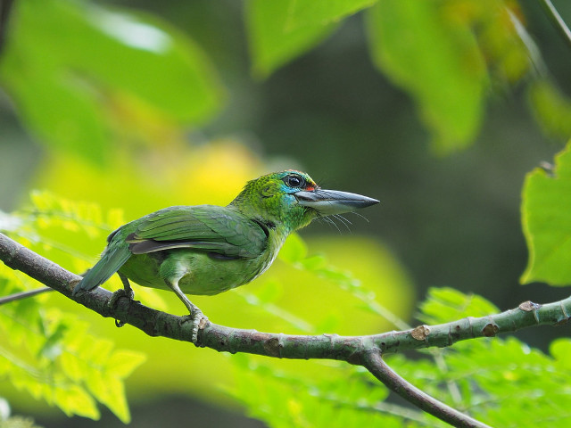 Green bird sitting branch tree free wallpaper for desktop - medium preview image