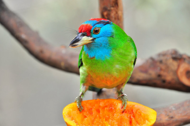 Colorful bird fruit branch beach free wallpaper for desktop - medium preview image