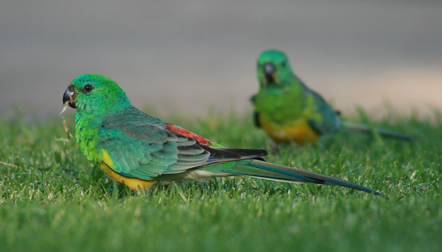 Two green birds standing in free wallpaper for desktop - medium preview image