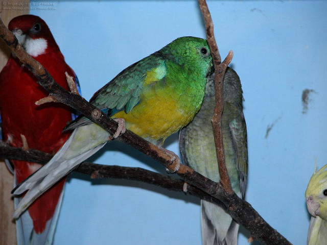 Colorful birds perched branch tree free wallpaper for desktop - medium preview image