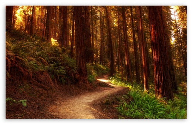 Woods path trees ferns trail free wallpaper for desktop - medium preview image