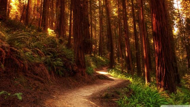 Dirt path forest tall trees free wallpaper for desktop - medium preview image