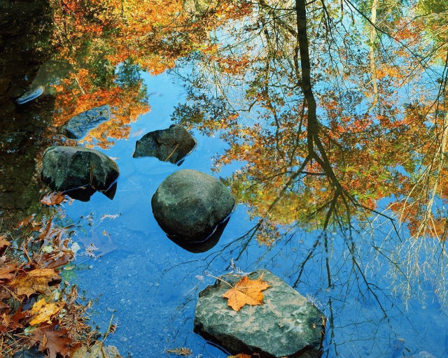 Creek rocks leaves tree reflection free wallpaper for desktop - medium preview image