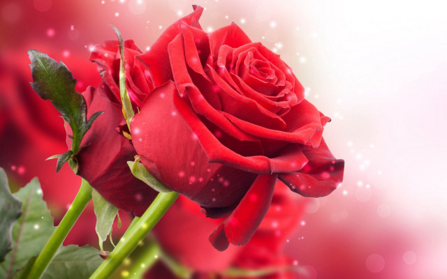 Red rose white background bubbles free wallpaper for desktop - medium preview image