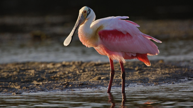 Pink bird long beak standing free wallpaper for desktop - medium preview image