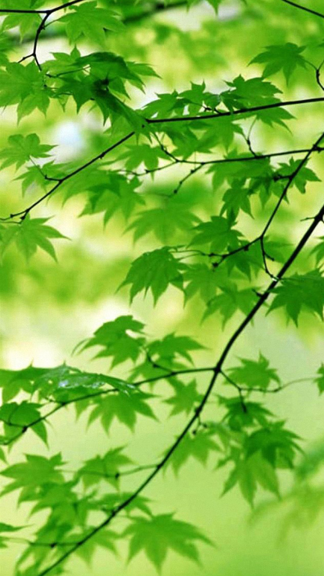 Green tree leaves blurry background free wallpaper for mobile - medium preview image