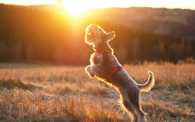 Dog jumping frisbee field sunset free wallpaper for desktop - medium preview image