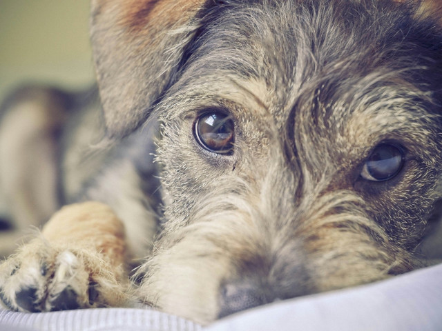 Dog paw pillow bed sad free wallpaper for desktop - medium preview image