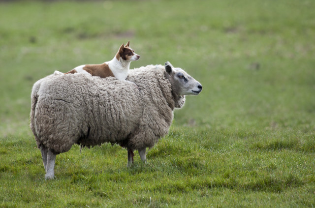 Dog sitting sheep field grass free wallpaper for desktop - medium preview image