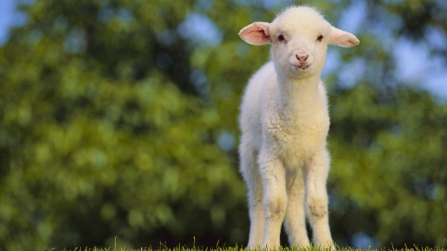Small lamb lush green field #2 free wallpaper for desktop - medium preview image