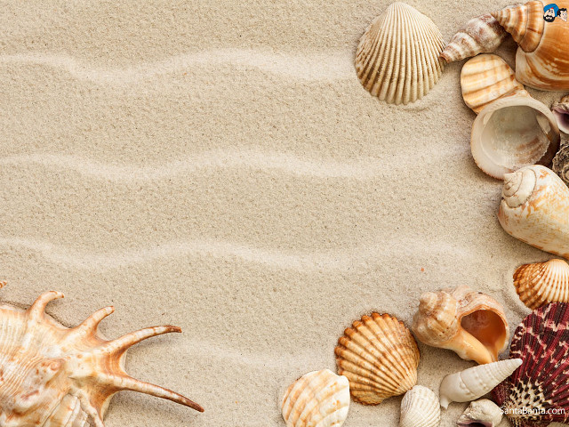 Sea shells sandy beach blue free wallpaper for desktop - medium preview image