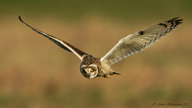 Bird wings flying owl angel free wallpaper for desktop - medium preview image