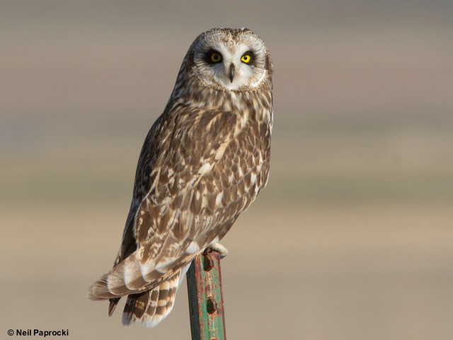 Small owl perched post blurry free wallpaper for desktop - medium preview image