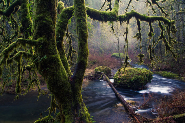Mossy forest stream nature jungle free wallpaper for desktop - medium preview image