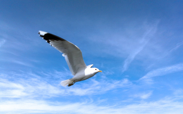 White bird flying blue sky free wallpaper for desktop - medium preview image