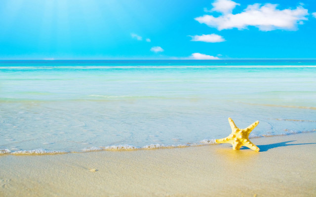 Starfish beach ocean blue sky free wallpaper for desktop - medium preview image