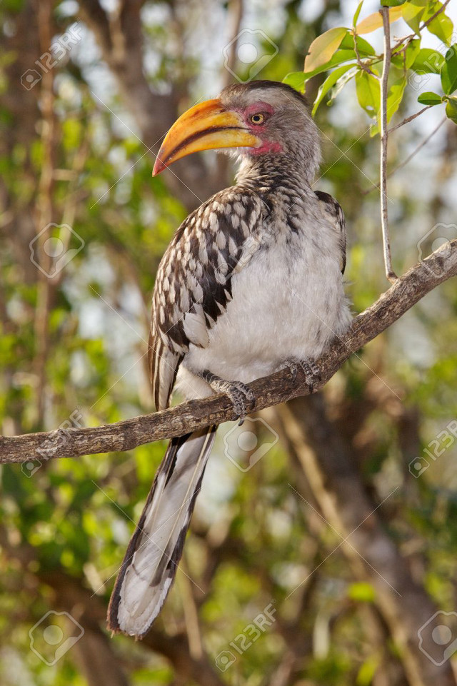 Bird long beak branch tree #6 free wallpaper for mobile - medium preview image