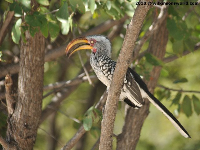 Bird yellow beak tree branch free wallpaper for desktop - medium preview image
