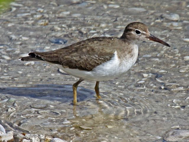 Bird standing shallow water beach free wallpaper for desktop - medium preview image