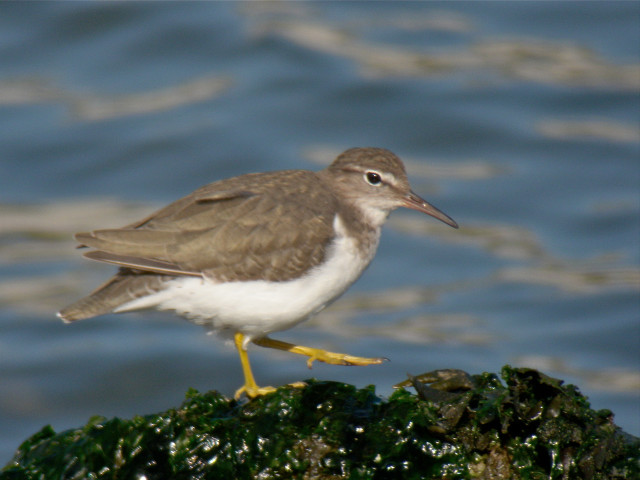 Bird standing rock water shore free wallpaper for desktop - medium preview image