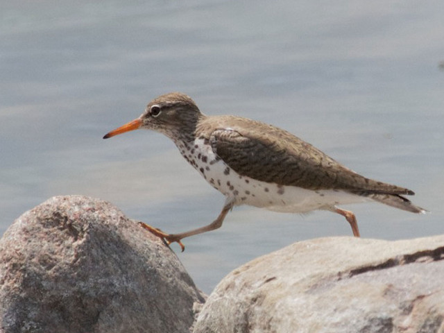 Bird rock water beak chica free wallpaper for desktop - medium preview image