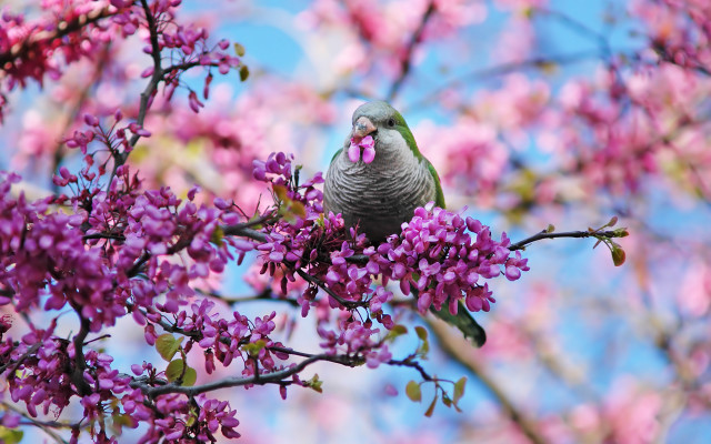 Bird branch purple flowers blue #2 free wallpaper for desktop - medium preview image