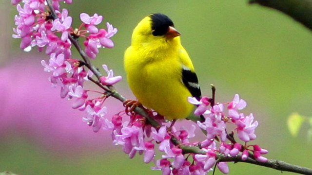 Yellow bird branch purple flowers free wallpaper for desktop - medium preview image