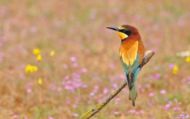 Colorful bird perched branch flowers #2 free wallpaper for desktop - medium preview image