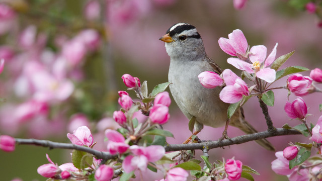 Bird branch pink flowers blurry free wallpaper for desktop - medium preview image