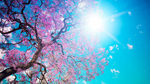 Purple flower tree sun blue #2 free wallpaper for desktop - medium preview image