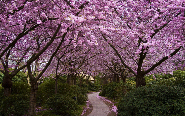Pathway lined with trees purple free wallpaper for desktop - medium preview image