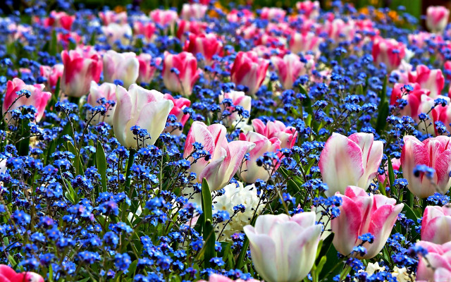Field flowers blue pink red free wallpaper for desktop - medium preview image