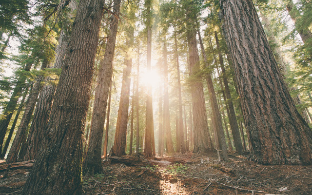 Tall trees sunlight forest ground free wallpaper for desktop - medium preview image