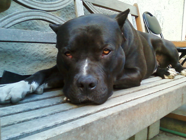 Dog laying bench paw nose free wallpaper for desktop - medium preview image