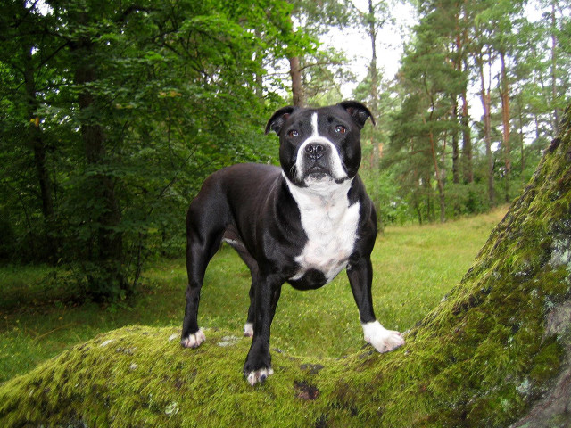 Black white dog moss rock free wallpaper for desktop - medium preview image