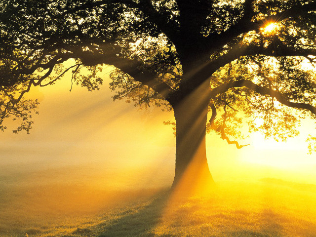 Tree sunshine leaves branches background free wallpaper for desktop - medium preview image