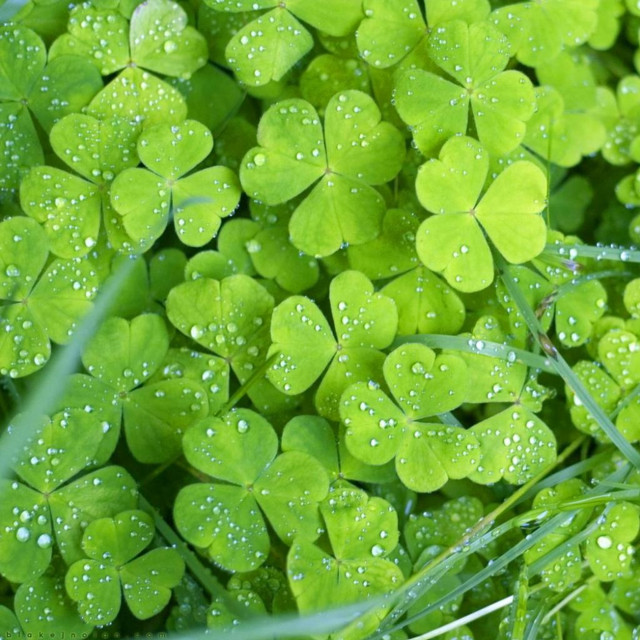 Close up green clovers water free wallpaper for tablet - medium preview image