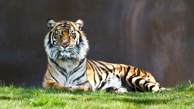 Tiger laying grass wall rock free wallpaper for desktop - medium preview image