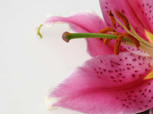 Pink flower yellow stamen black free wallpaper for desktop - medium preview image