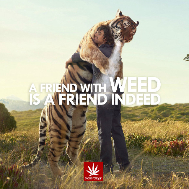 Man hugging tiger field quote free wallpaper for tablet - medium preview image