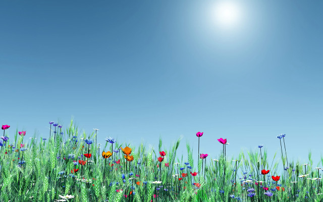 Field of flowers bright blue free wallpaper for desktop - medium preview image