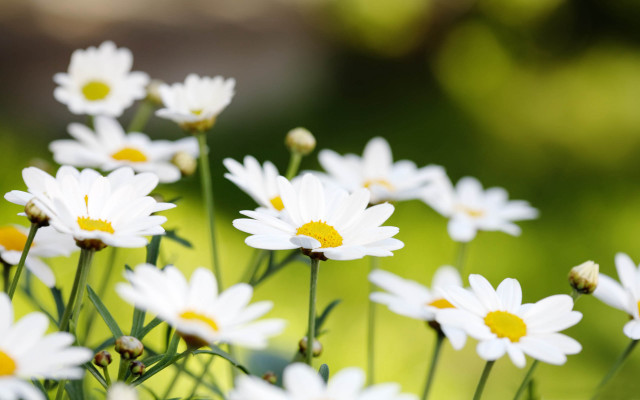 White flowers yellow centers field #4 free wallpaper for desktop - medium preview image